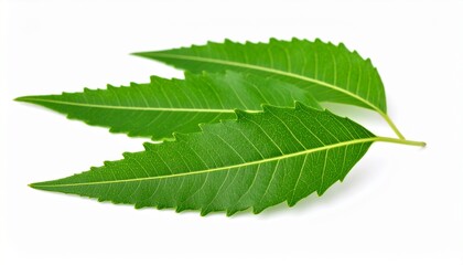 Neem leave isolated on white background
