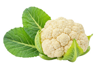 Isolated Fresh White Cauliflower Head with Green Leaves