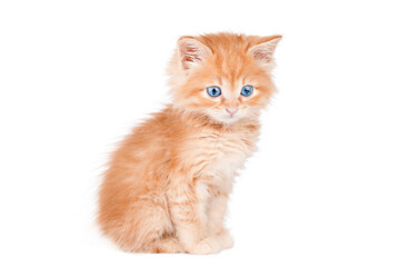little orange kitten sitting isolated