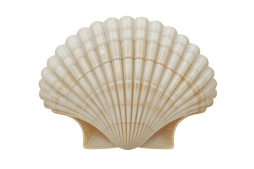 seashell isolated on white background