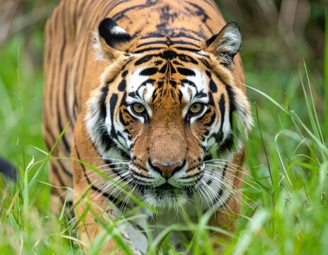 Majestic Bengal tiger portrait with piercing golden eyes and distinctive black stripes in natural grass habitat.