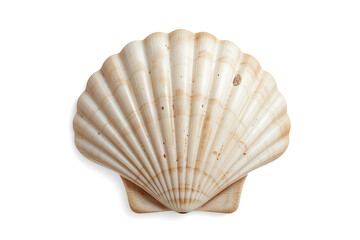 seashell isolated on white