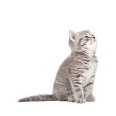 gray scottish kitten  isolate