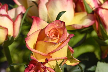 Vibrant Duotone Rose Close-Up: Yellow & Pink Bloom from a Fresh Bouquet.