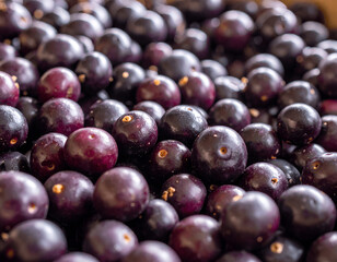 Fototapeta premium Fresh Picked Acai Fruit