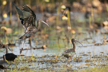 glossy ibis (Plegadis falcinellus) in pond birdwatching in the forest