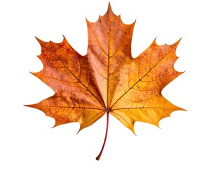 Fototapeta premium Isolated dried autumn maple leaf, brown and orange tones, high detail texture, curled edges, realistic lighting
