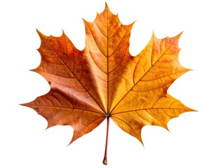 Obraz premium Isolated dried autumn maple leaf, brown and orange tones, high detail texture, curled edges, realistic lighting