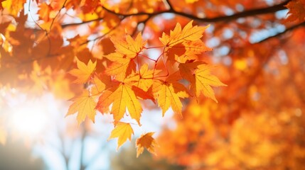 Fall scene: Yellow and red maple leaves shine on a sunny autumn day. It's a beautiful time in nature with bright, golden colors.
