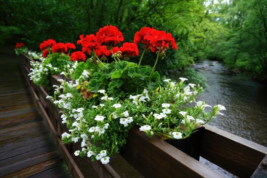 A beautiful wooden bridge adorned with vibrant red flowers over a calm flowing river.