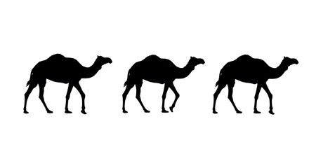Fototapeta premium Three Camel Silhouettes Walking Desert Animals Graphic