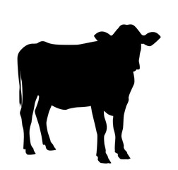 silhouette of a cow
