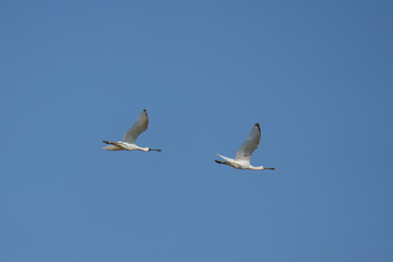 Eurasian Spoonbill ( Platalea leucorodia ) flying in the sky