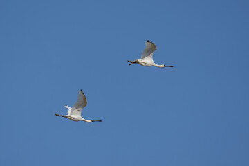 Eurasian Spoonbill ( Platalea leucorodia ) flying in the sky