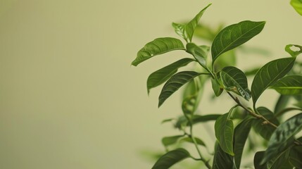 Close-up of lush green leaves on a plant against a muted sage backdrop