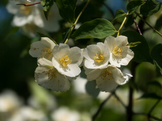 Cluster of White Mock Orange Blossoms in Sunlight