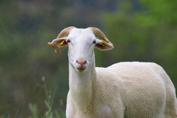 Un portait d'un mouton, brebis