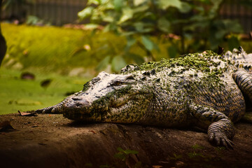 Alligator in the swamp