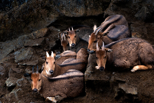 Goral Group Resting by Cave in Mountain Habitat - Powered by Adobe