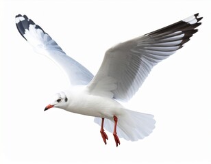 Obraz premium Seagull flying isolated on white background