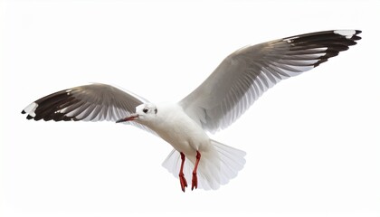 Obraz premium Seagull flying isolated on white background