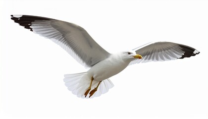 Obraz premium Seagull flying isolated on white background
