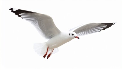 Fototapeta premium Seagull flying isolated on white background