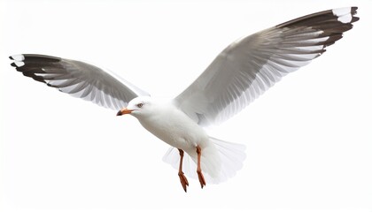Seagull flying isolated on white background