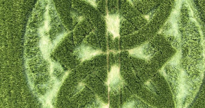 Aerial view rising over elaborate Wiltshire crop circle 2025 pattern on malting barley field
