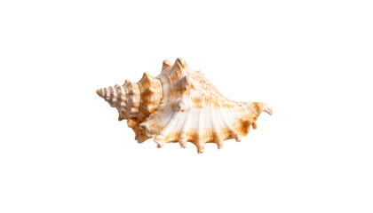 Fototapeta premium Single marine tropical mollusk seashell isolated on a white background