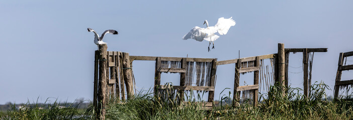Great Egret (Ardea alba) in valle di comacchio, Italy