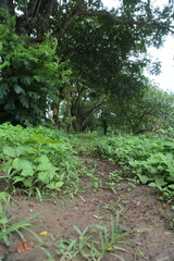 Lush Green Tropical Pathway: A Perspective View Along a Wild Verdant Edge.