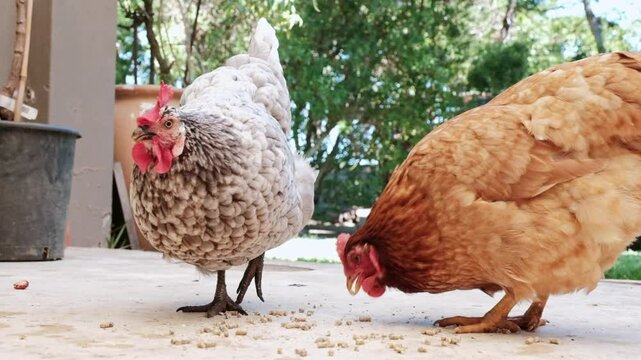 Two happy, fat, free range, back yard chickens eating pellets