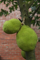 Fresh green jackfruit hanging on tree branch, against blurred background of brick wall.
