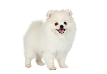 White Pomeranian Puppy