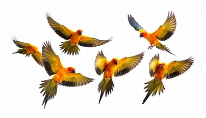 Sun parakeet bird aratinga solstitialis flying isolated on white background