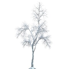 Obraz premium Winter tree in the snow isolated on white background 3d illustration