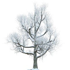 Winter tree in the snow isolated on white background 3d illustration