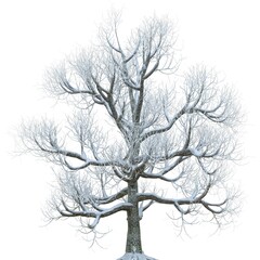 Winter tree in the snow isolated on white background 3d illustration