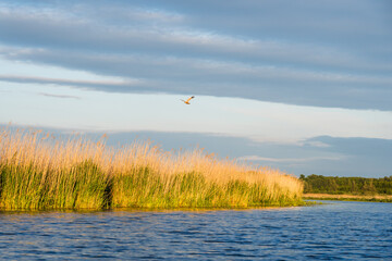 Common Buzzard Flying at Sunset over the Wide Trebel River with Reeds and Darkening Sky