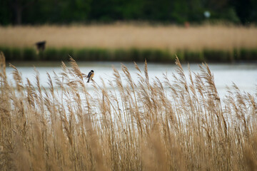 Reed Bunting Sitting in Reeds with Water and Overcast Sky in the Background