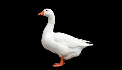 Obraz premium White domestic goose isolated on white background