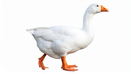 Fototapeta premium White domestic goose isolated on white background