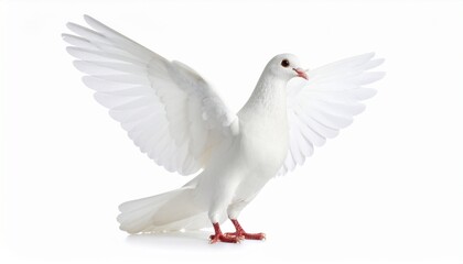 White jacobin pigeon standing isolated on white background