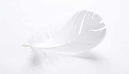 Obraz premium White jacobin pigeon standing isolated on white background