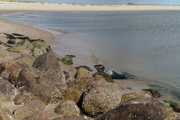 Seehunde Phoca vitulina am Strand 