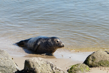 Seehunde Phoca vitulina am Strand 