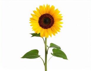 Yellow sunflower with green leaves isolated on white background
