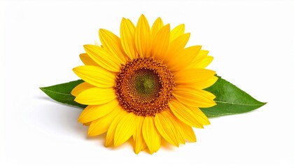 Obraz premium Yellow sunflower with green leaves isolated on white background