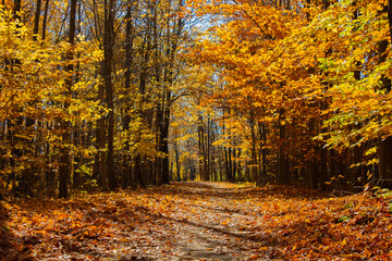 Peaceful woodland path surrounded by colorful fall foliage – a seasonal nature scene